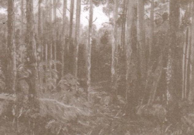 Plik:Tarasiewicz 001.jpg