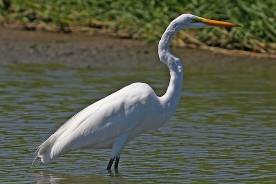 Plik:Ardal.jpg