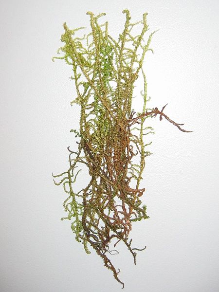 Plik:Drepanocladus vernicosus.jpg