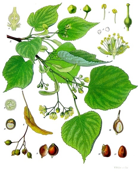 Plik:TILIA ~1.jpg