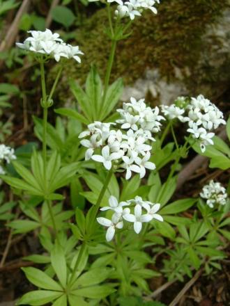 Plik:Galium.jpg