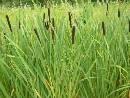 Plik:Typha.jpg