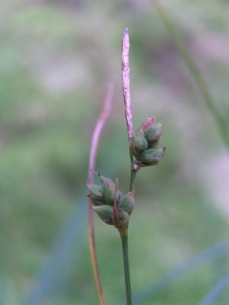 Plik:Carex globularis.jpg