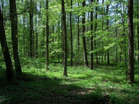 Plik:Fagus.jpg