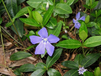 Plik:Vinca.jpg