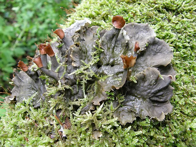 Plik:Peltigera praetextata.jpg
