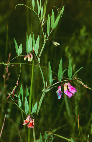 Plik:Lathyrus.jpg