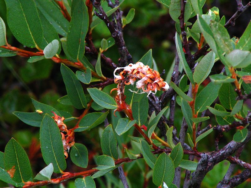 Plik:Salix myrtilloides.jpg