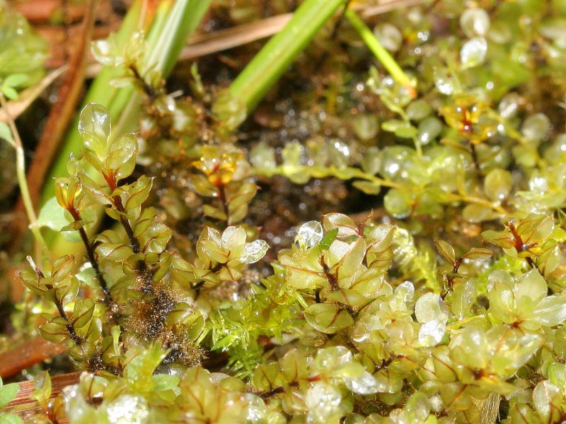 Plik:Cinclidium stygium.jpg
