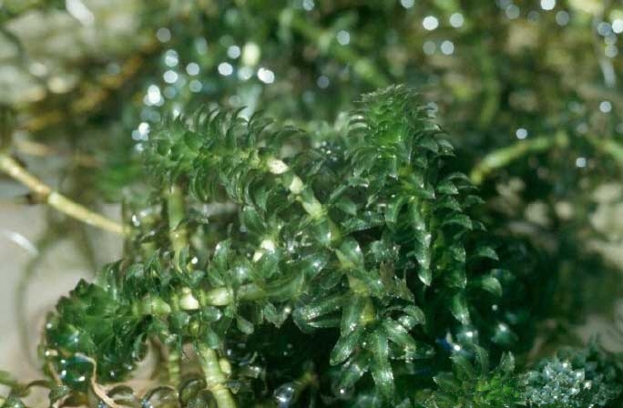 Plik:Hydrilla USGS.jpg