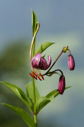 Plik:Lilium.jpg
