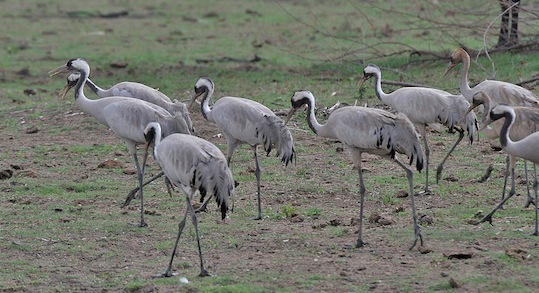 Plik:Grus.jpg