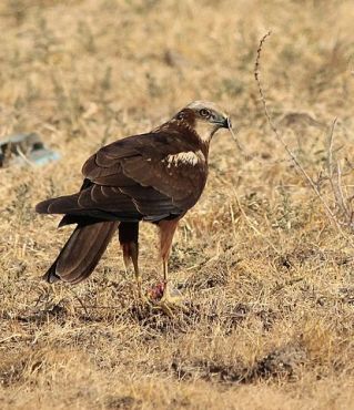 Plik:Aeruprey.jpg