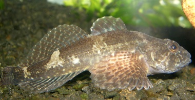 Plik:Cottu.jpg