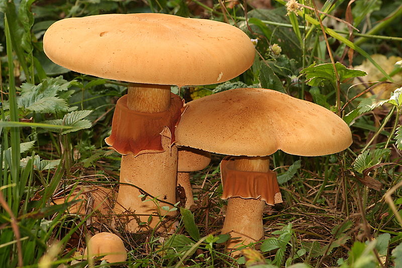 Plik:Phaeolepiota.jpg