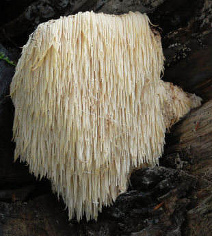 Plik:Hericium.jpg