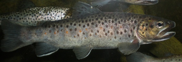Plik:Salmo.jpg