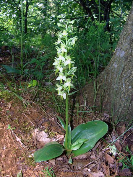 Plik:Platanthera chlorantha Luxemburg 01.jpg