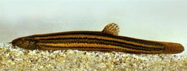 Plik:Misg.jpg
