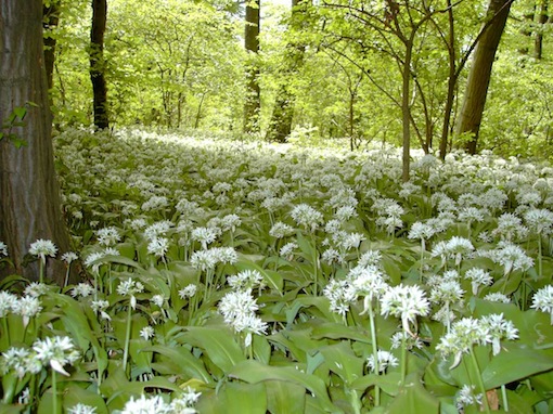 Plik:Allium.jpg