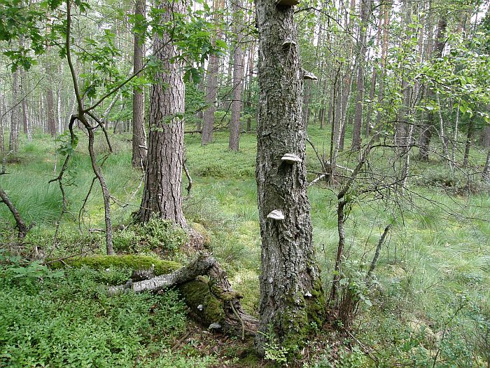 Plik:Mszar torfowisko.jpg