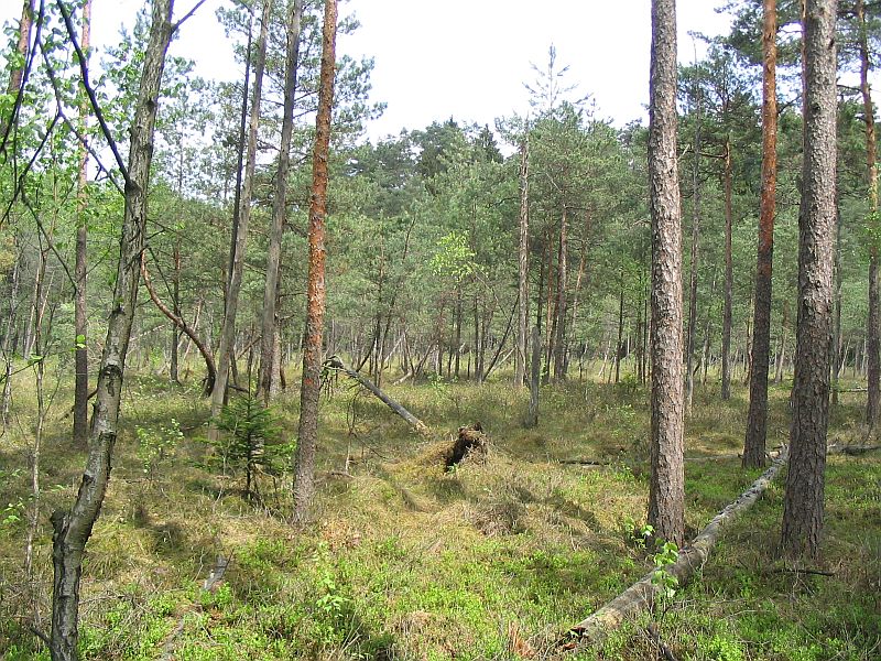 Plik:Redykajny.jpeg