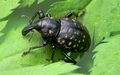 Miniatura wersji z 09:15, 4 sie 2026