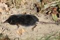 Miniatura wersji z 09:15, 4 sie 2026