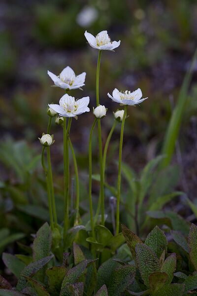 Plik:Grass of Parnassus (7833302858).jpg