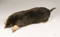 Miniatura wersji z 09:15, 4 sie 2026