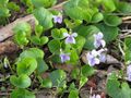 Miniatura wersji z 09:15, 4 sie 2026