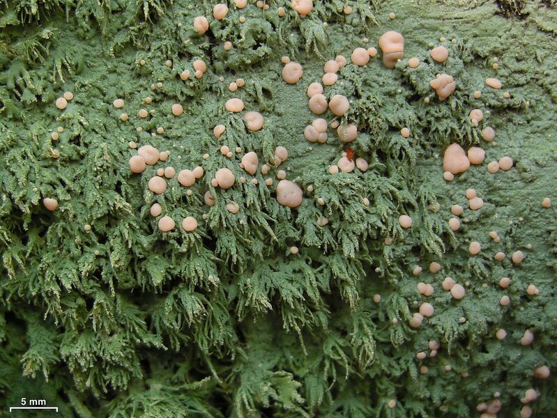 Plik:Fairy Puke (5130537245).jpg