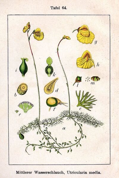 Plik:Utricularia sp Sturm64.jpg