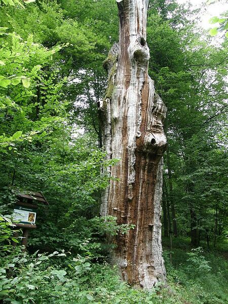 Plik:Rezerwat koniuszanka dab cesarza.jpg