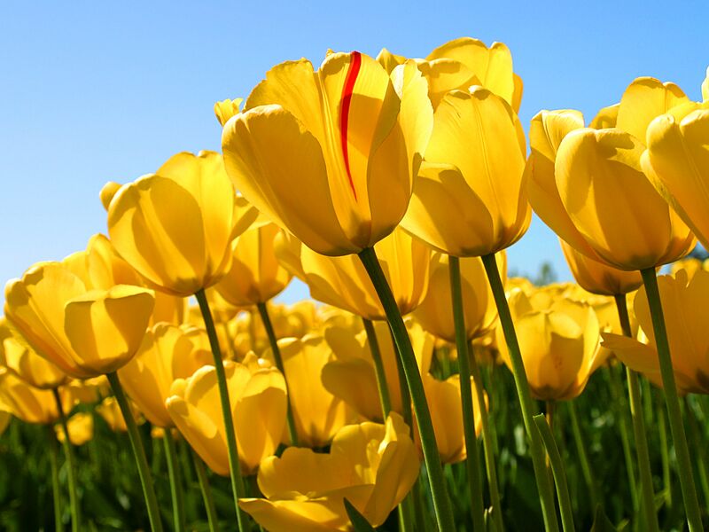 Plik:Tulips.jpg