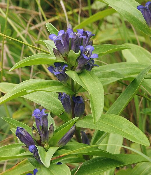 Plik:Gentiana cruciata 030705b.jpg