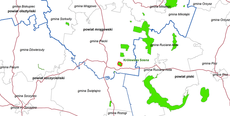 Plik:Krolewska sosna rp g.png