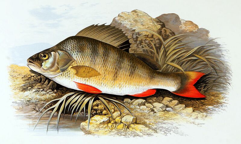Plik:1280px-Perca fluviatilis 1879.jpg