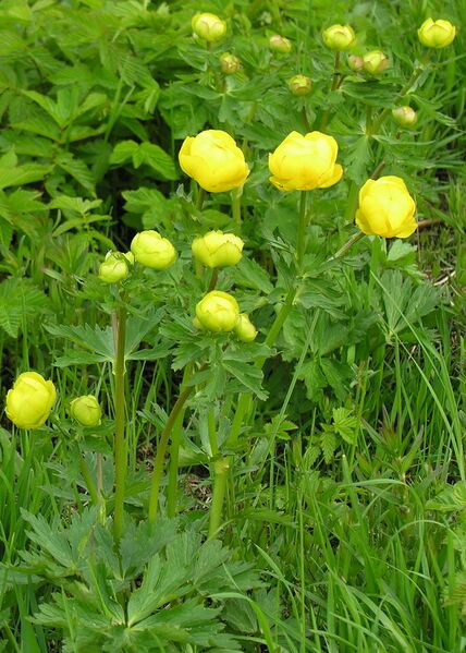 Plik:Trollius europaeus.jpg