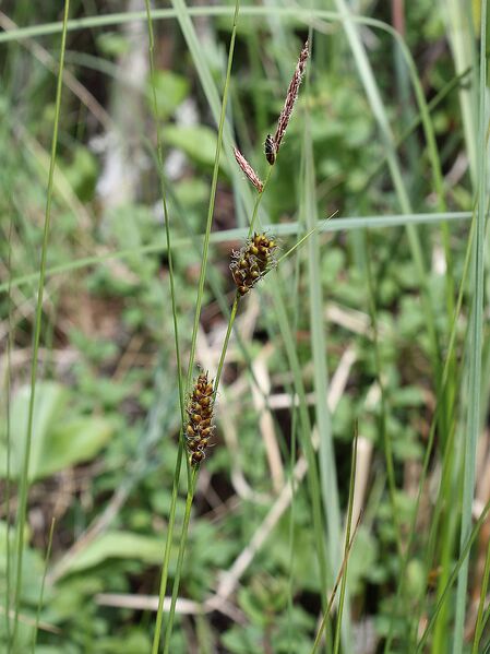 Plik:Carex lasiocarpa Oulu, Finland 12.06.2013.jpg