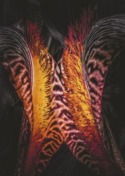 Irysarium. Grafika: Leszek Szurkowski