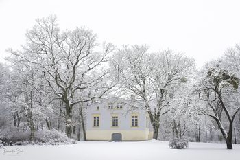 Elewacja wschodnia, po lewej dąb szypułkowy Quercus Sabinae, po prawej klon zwyczajny Piękno Ziemi fot. Dominika Stark