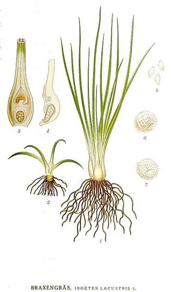 Plik:519 Isoetes lacustris.jpg