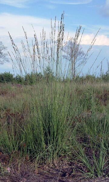 Plik:Molinia.jpg