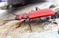 Miniatura wersji z 09:20, 4 sie 2026