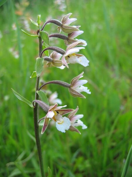Plik:Epipactis.jpg