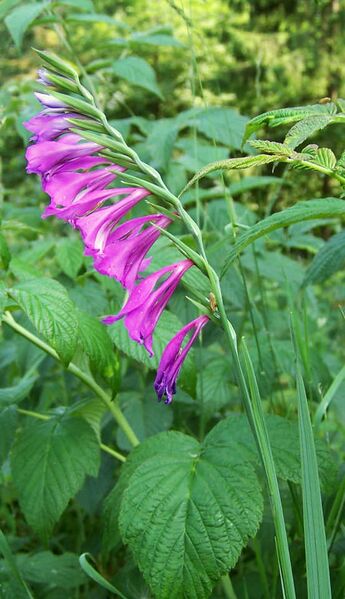 Plik:Gladiolus imbricatus a1.jpg